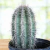 Saguaro-Kaktus