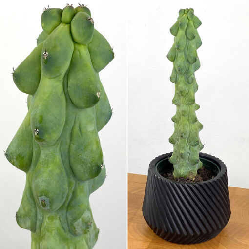 4″ Myrtillocactus Geometrizans‘ Boobie Cactus