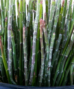 Candelilla