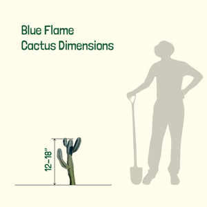 Blauer Flammenkaktus