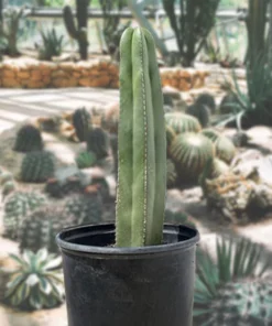 Mexikanischer Zaunpfostenkaktus