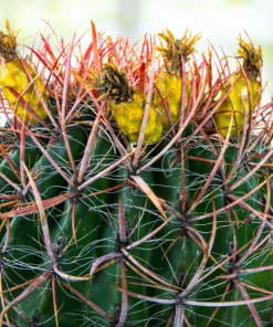 Ferocactus Gracilis