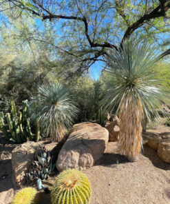 Yucca Rostrata