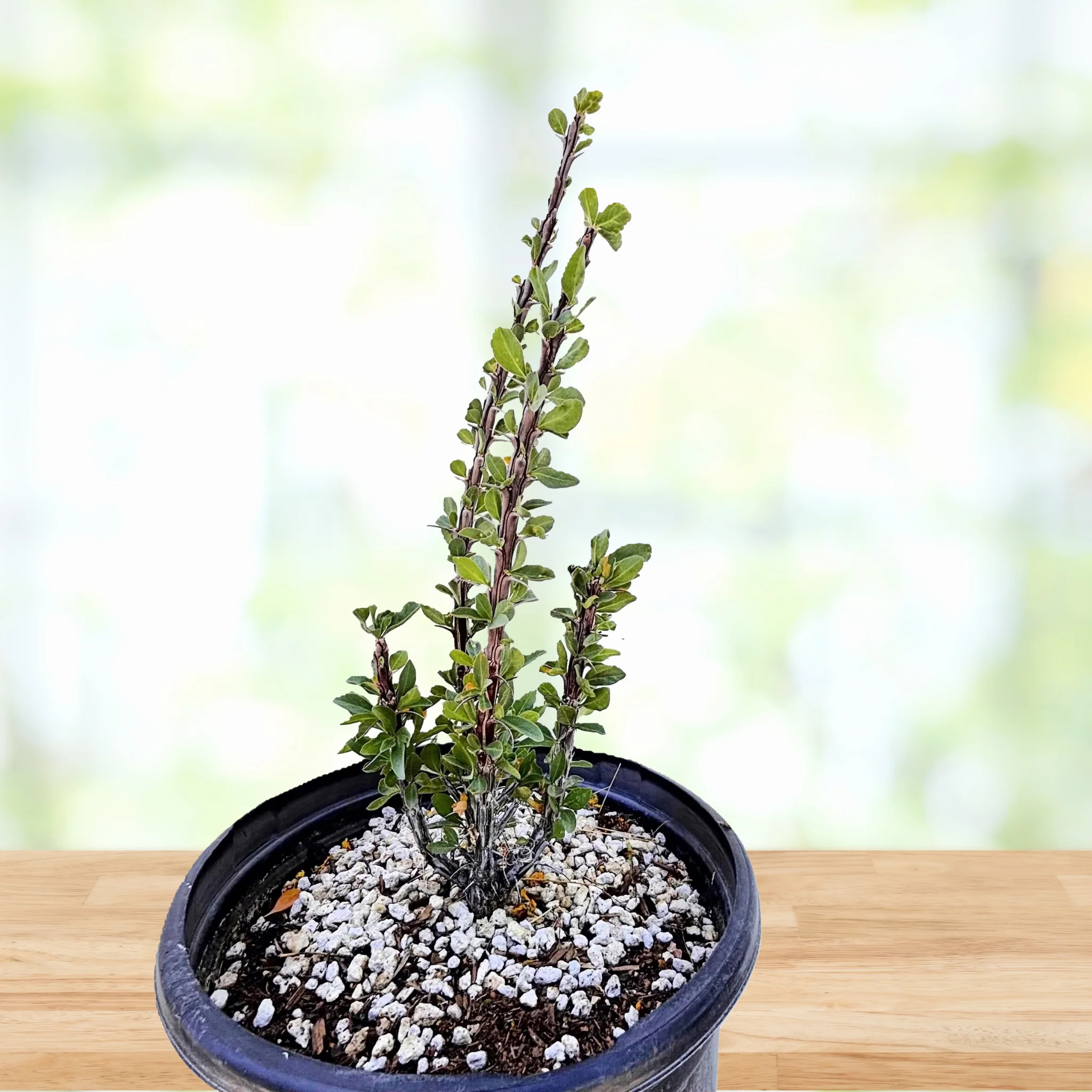 Ocotillo