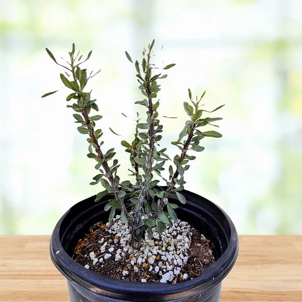 Ocotillo