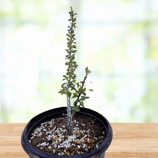 Ocotillo