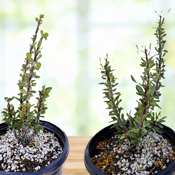 Ocotillo