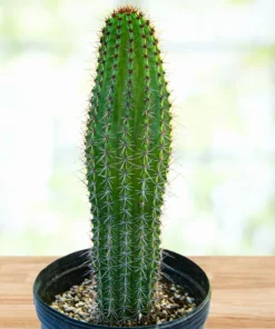 Orgelpfeifenkaktus