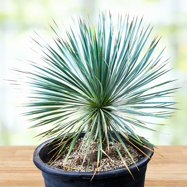 Yucca Rostrata