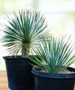 Yucca Rostrata