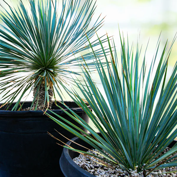 Yucca Rostrata