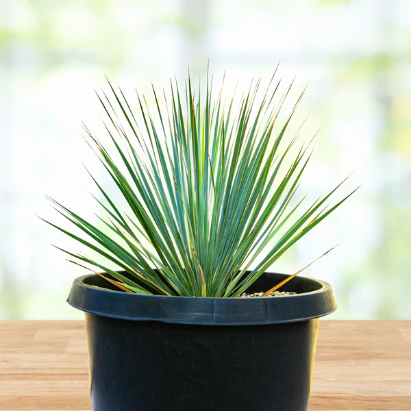 Yucca Rostrata
