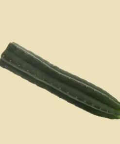 San Pedro Cutting Pachanoi (Trichocereus) 25 – 35 cm