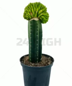 San Pedro Pachanoi (Trichocereus) im großen Topf 25 cm – 40 cm