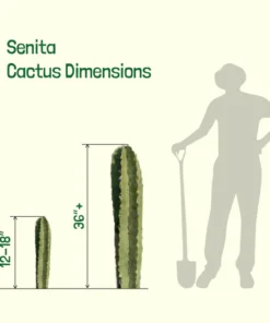 Senita-Kaktus