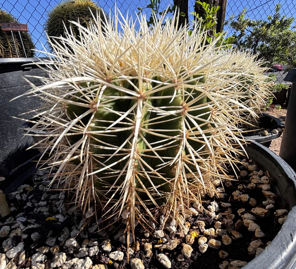 Golden Barrel Cactus var. Albispinus