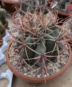 Ferocactus emoryi XL