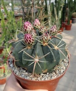 Ferocactus macrodiscus