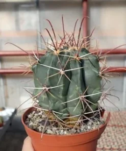 Ferocactus rectispinus